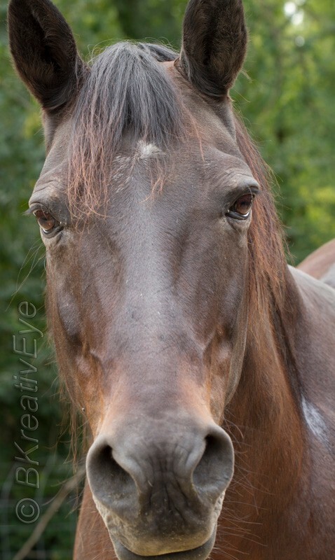 AnimalsCreatures 160 - Animals, Creatures