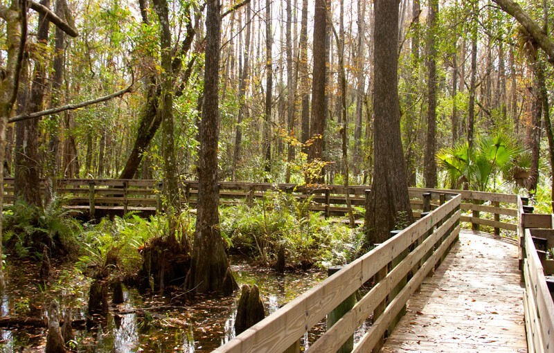 Trees  _0043 - Trees