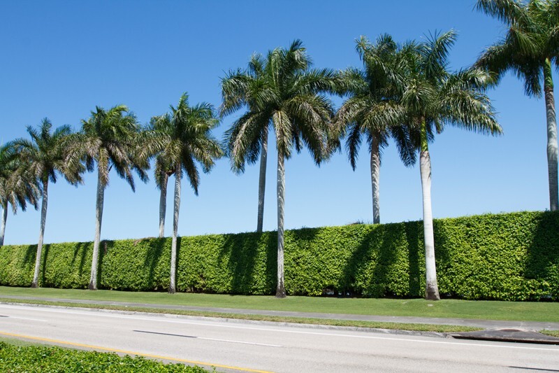 Trees  _0064 - Trees