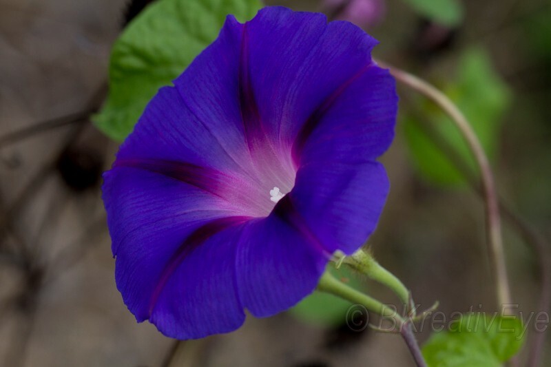 Floral 161 - Floral - Plants