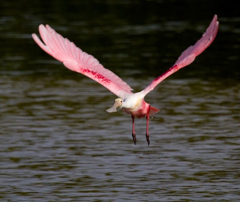 Roseate Spoonbil _0007 - Roseate Spoonbill