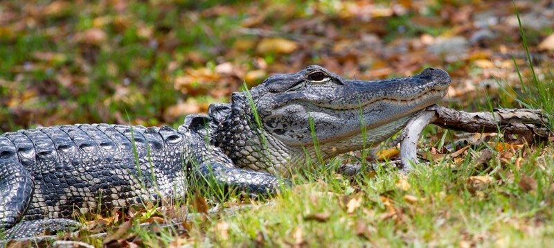 Aligators _0028 - Alligators