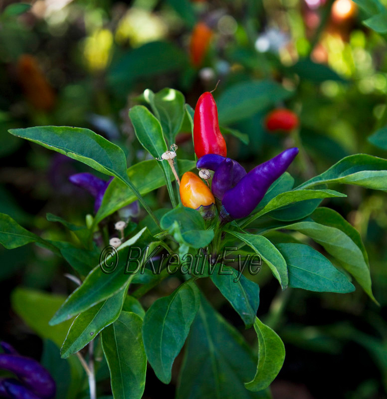 Floral 124 - Floral - Plants