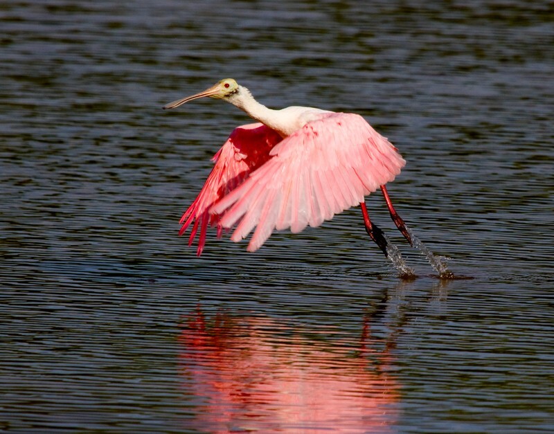 Roseate Spoonbil _0009 - Roseate Spoonbill