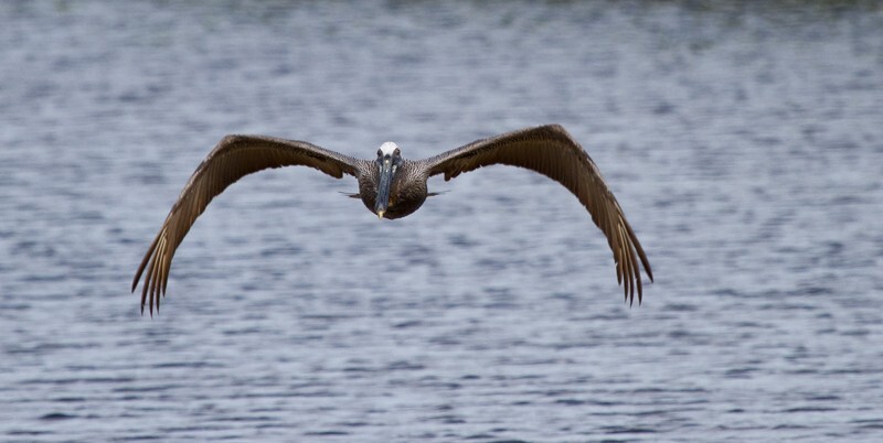  Pelicans _0046 - Pelicans