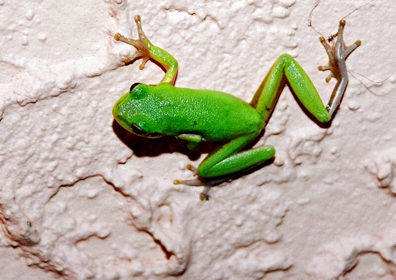 AnimalsCreatures _0059 - Animals, Creatures