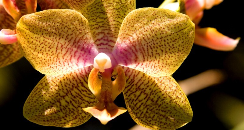 Floral_0133 - Floral - Plants