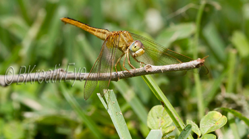 DF AnimalsCreatures  101 - Dragonflies