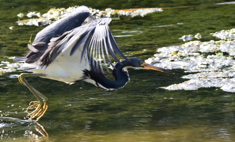 Tri-Colored-Heron _0041 - Tri-Colored Heron