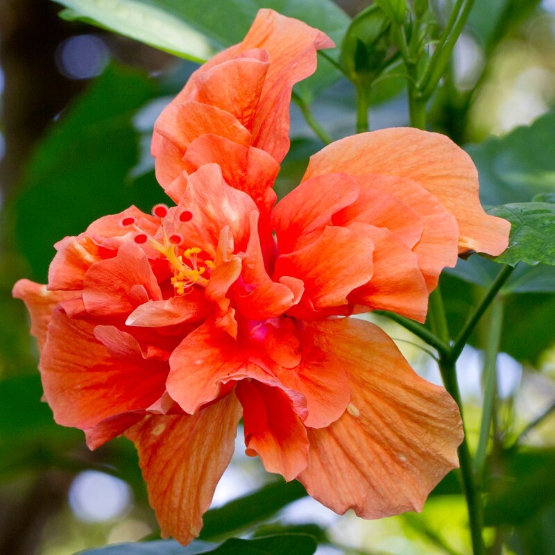 Floral_0118 - Floral - Plants