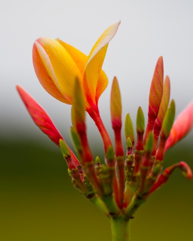 Floral_0049 - Floral - Plants