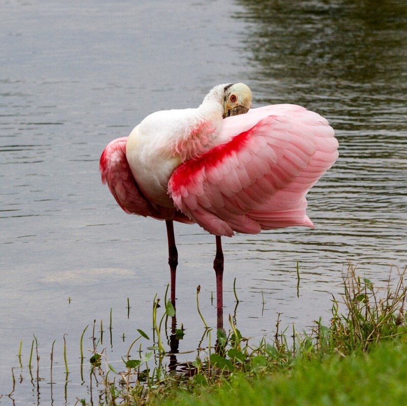 Roseate Spoonbil _0014 - Roseate Spoonbill