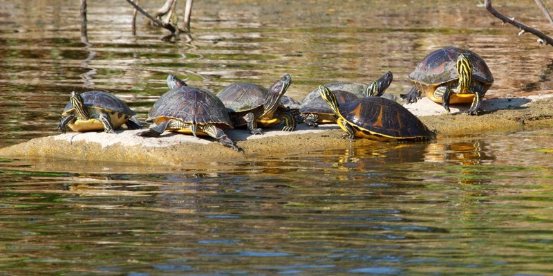 Aligators _0012 - Alligators