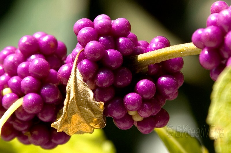 Floral 167 - Floral - Plants