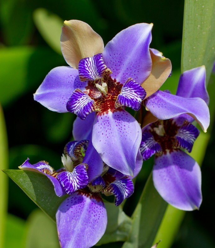 Floral_0045 - Floral - Plants