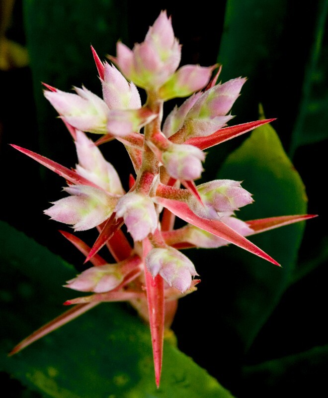 Floral_0142 - Floral - Plants