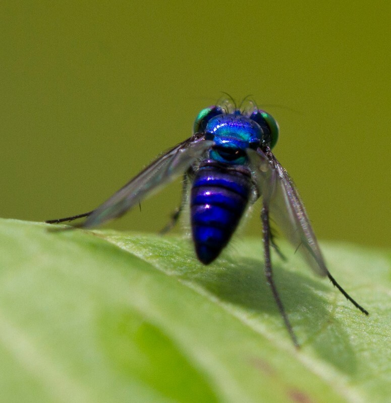 AnimalsCreatures _0028 - Animals, Creatures