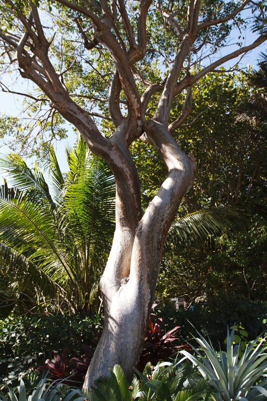 Trees  _0011 - Trees