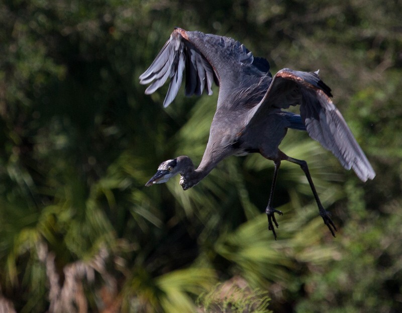 Great Blue Heron _0079 - Great Blue Heron