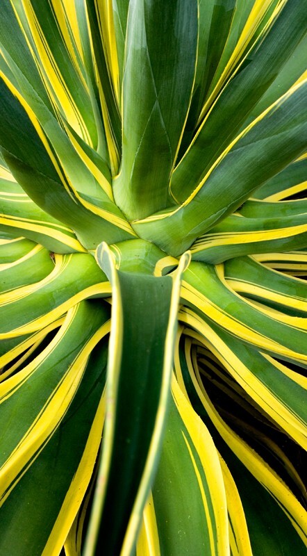 Floral_0150 - Floral - Plants