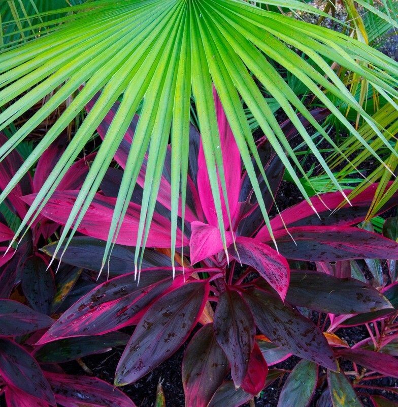 Floral_0105 - Floral - Plants