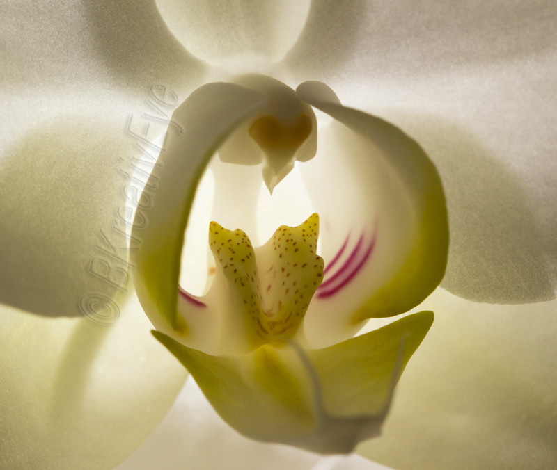 Floral 107 - Floral - Plants