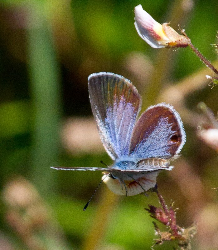 AnimalsCreatures _0044 - Animals, Creatures