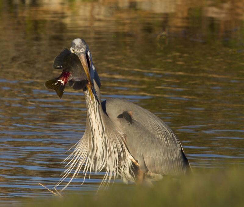 Great Blue Heron _0027 - Great Blue Heron