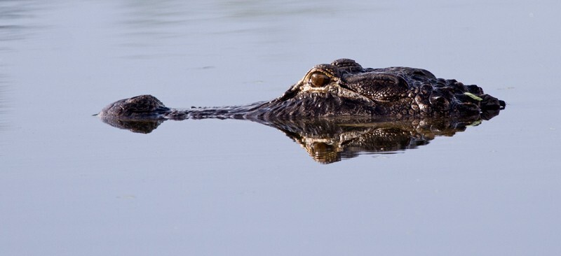 Aligators _0031 - Alligators