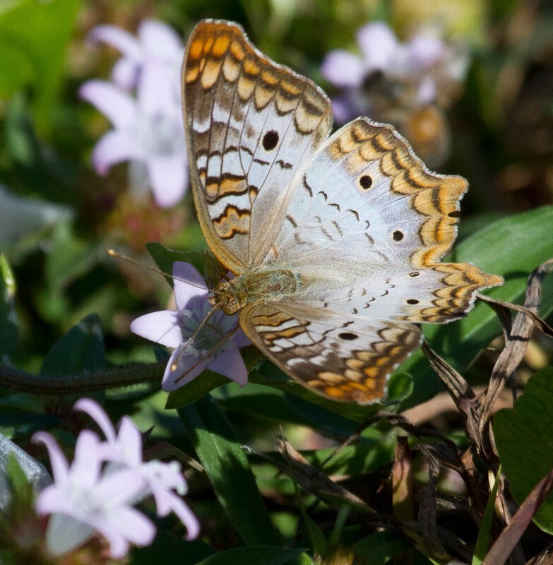 AnimalsCreatures _0056 - Animals, Creatures