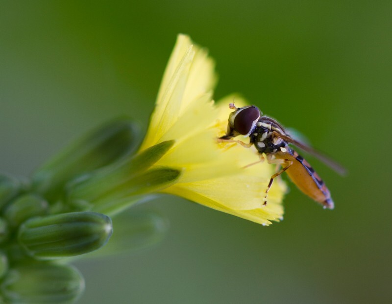 AnimalsCreatures _0030 - Animals, Creatures