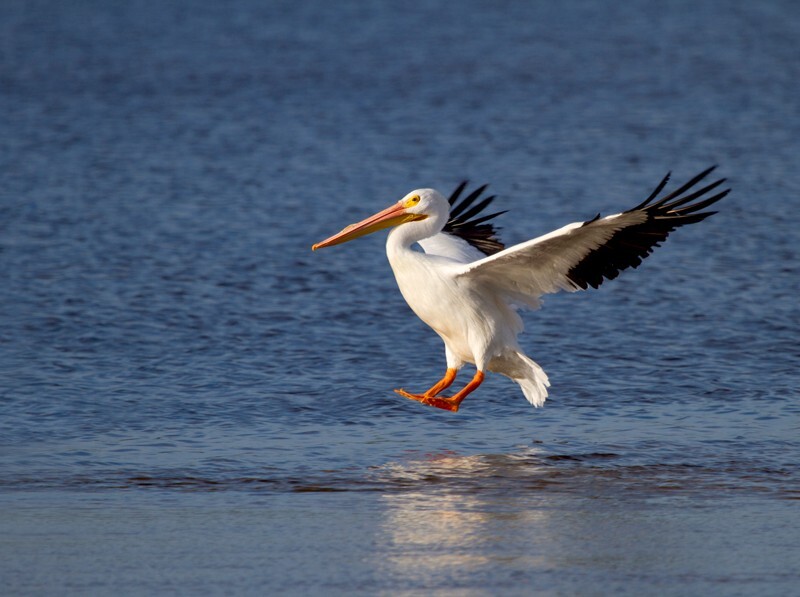  Pelicans _0040 - Pelicans