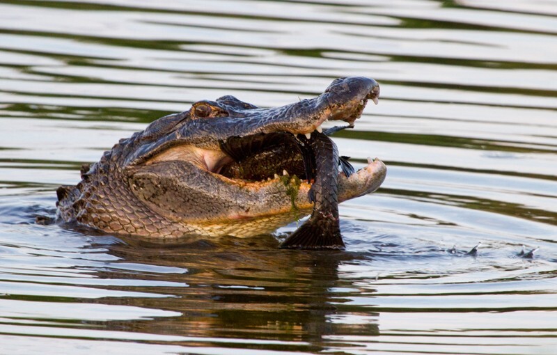 Aligators _0041 - Alligators