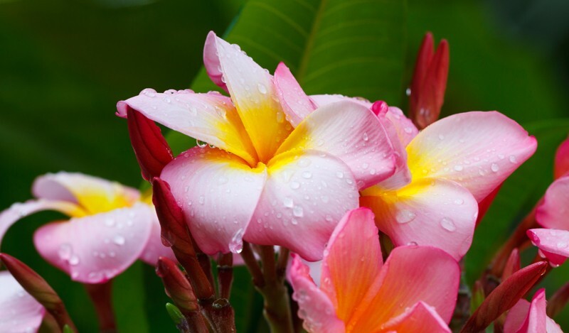 Floral_0005 - Floral - Plants