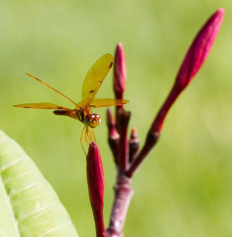 Dragonflies _0021 - Dragonflies