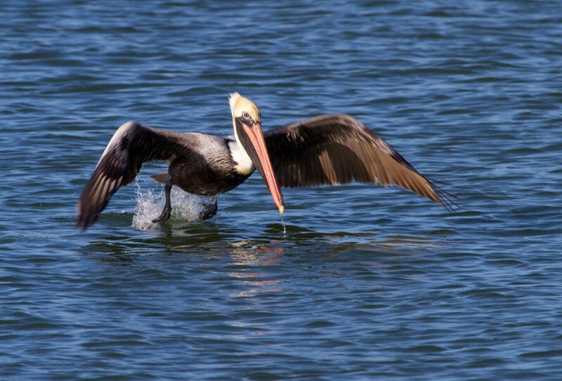  Pelicans _0014 - Pelicans