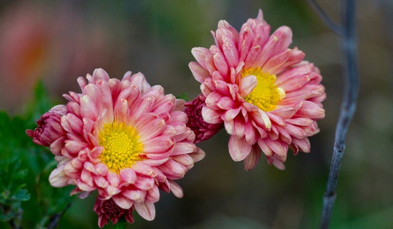 Floral_0064 - Floral - Plants