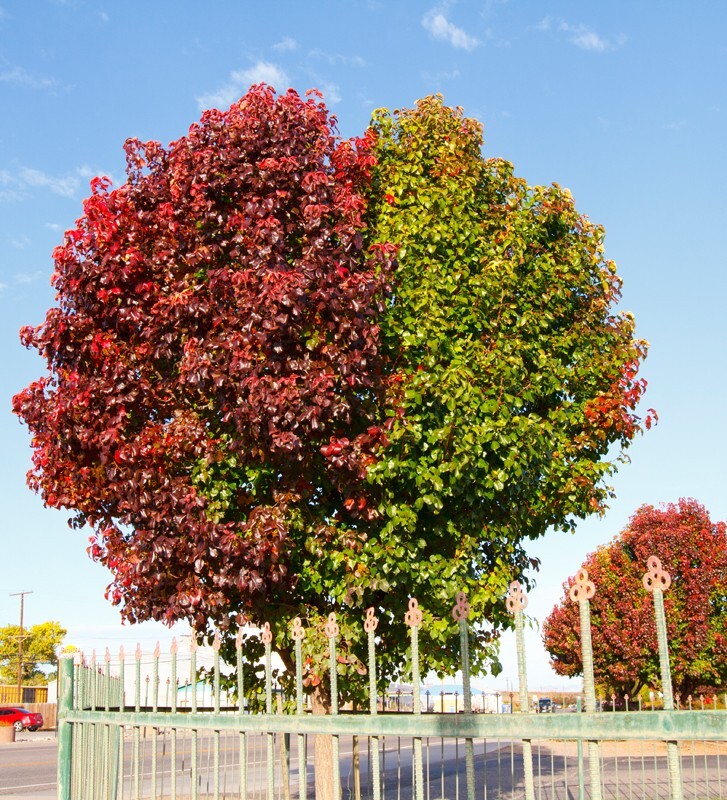 Trees  _0061 - Trees