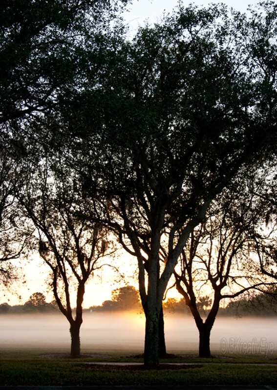 Trees  _0073 - Trees