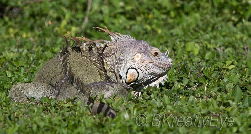 AnimalsCreatures 194 - Animals, Creatures