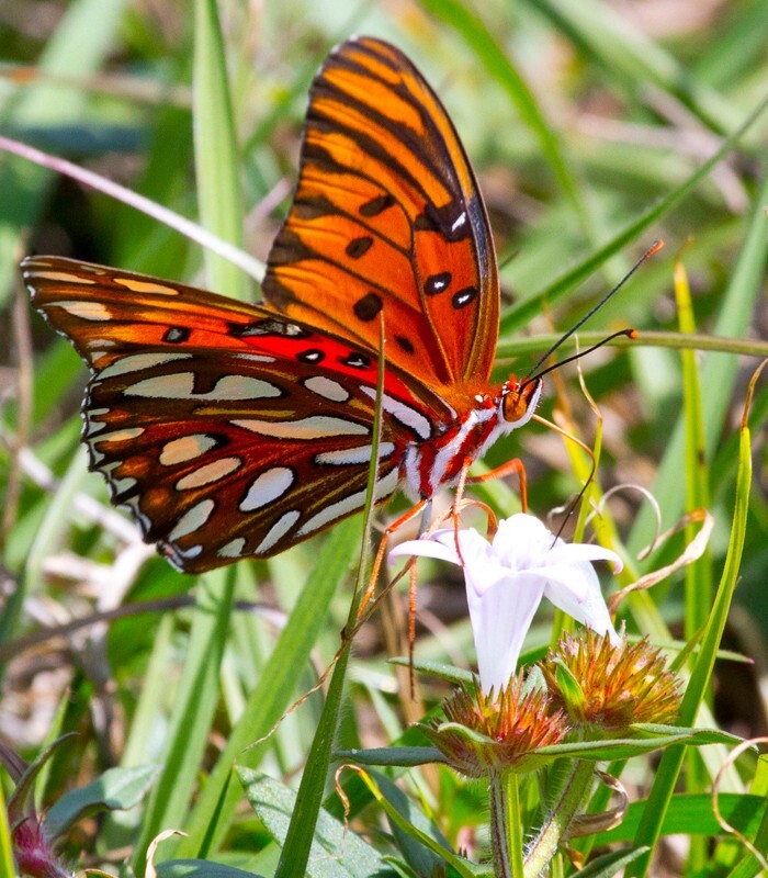 AnimalsCreatures _0047 - Animals, Creatures