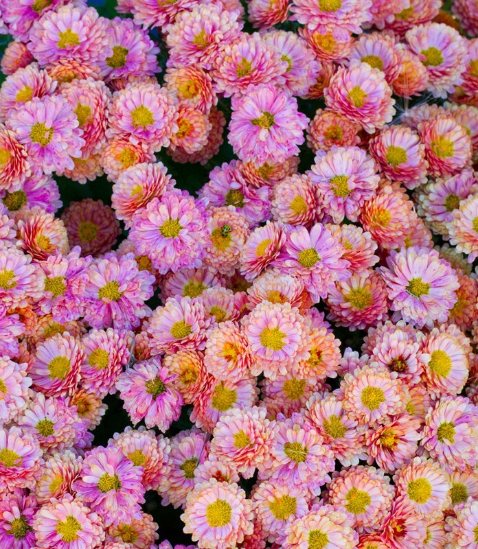 Floral_0078 - Floral - Plants