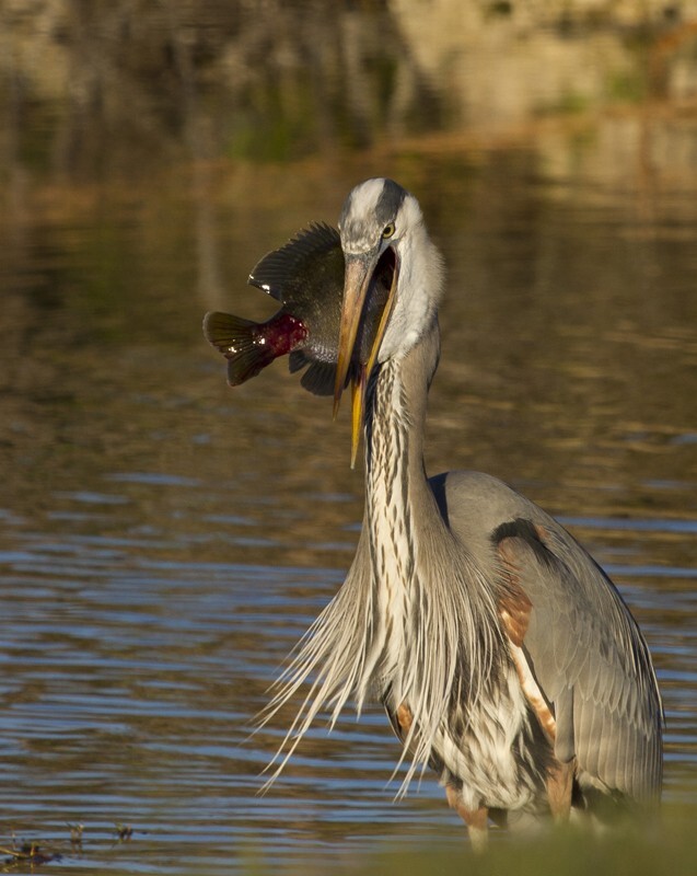 Great Blue Heron _0028 - Great Blue Heron