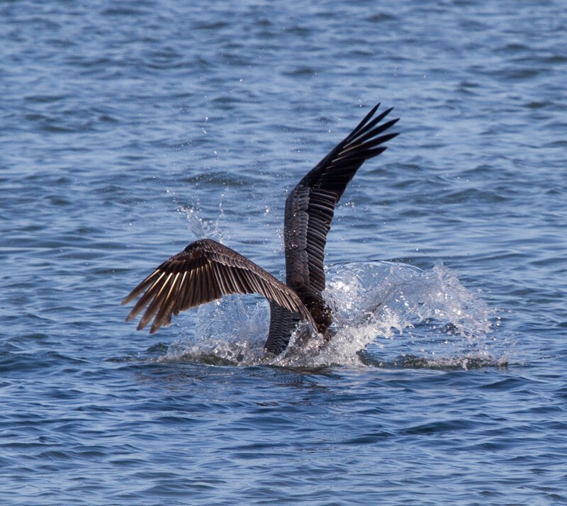  Pelicans _0007 - Pelicans