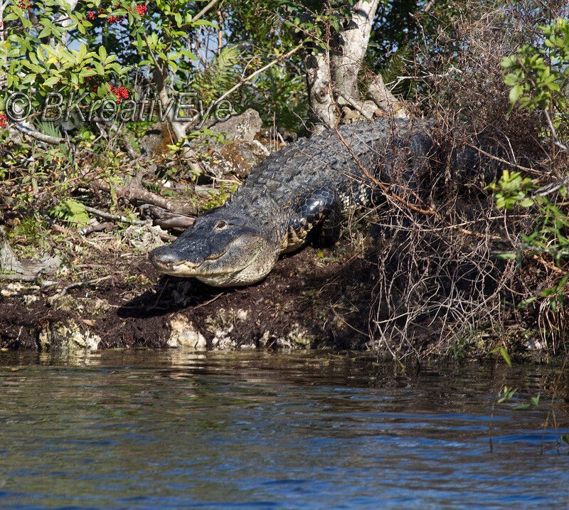 AnimalsCreatures 184 - Alligators