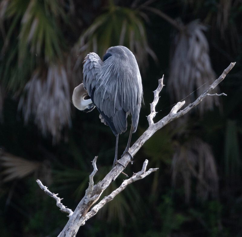 Great Blue Heron _0097 - Great Blue Heron
