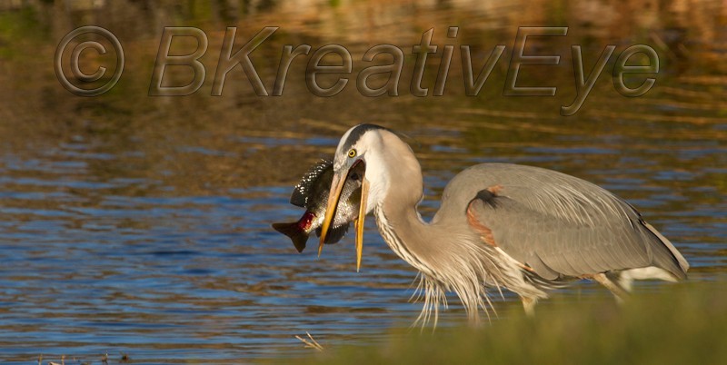 BH Birds 198 - Great Blue Heron