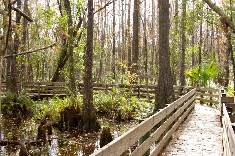 Trees  _0021 - Trees