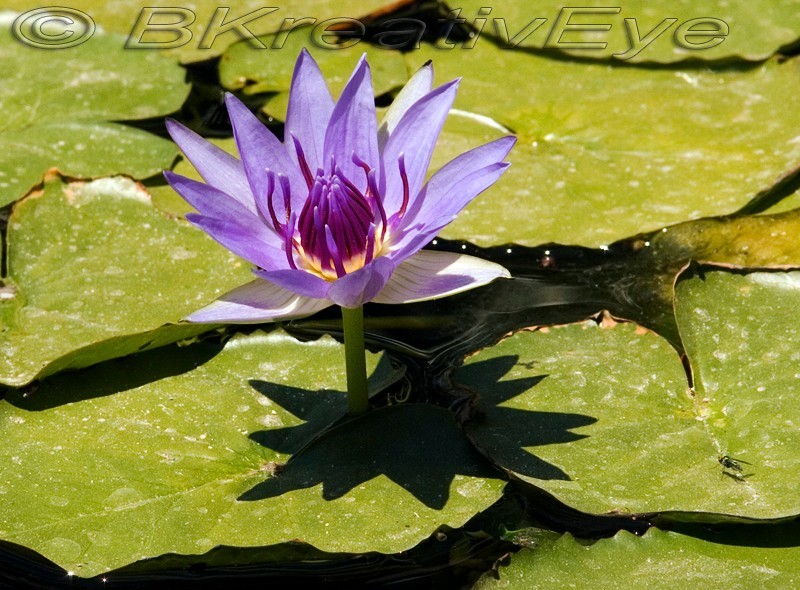 Floral 142 - Floral - Plants