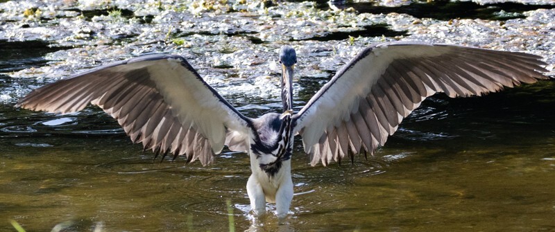 Tri-Colored-Heron _0044 - Tri-Colored Heron